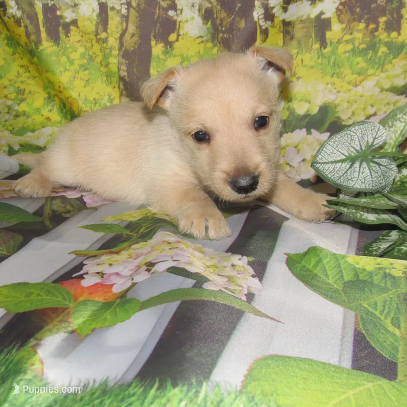 Bucky – Scottish Terrier puppy for sale in Madison, SD