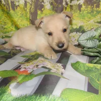 Bucky, a male Scottish Terrier for sale in Madison, SD – 1 of 4