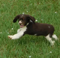 Sammy, a male English Springer Spaniel for sale in Madison, SD – 3 of 8