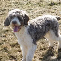 Evie, a female Springer Doodle for sale in Madison, SD – Photo 6 of 6