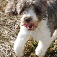 Evie, a female Springer Doodle for sale in Madison, SD – Photo 2 of 6