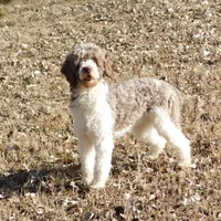 Evie, a female Springer Doodle for sale in Madison, SD – Photo 4 of 6
