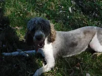 Evie, a female Springer Doodle for sale in Madison, SD – 4 of 10