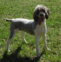 Evie, a female Springer Doodle for sale in Madison, SD – 2 of 10