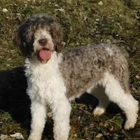 Evie, a female Springer Doodle for sale in Madison, SD – Photo 1 of 6