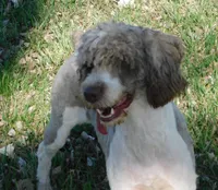 Evie, a female Springer Doodle for sale in Madison, SD – 1 of 10