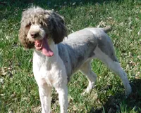 Evie, a female Springer Doodle for sale in Madison, SD – 3 of 10