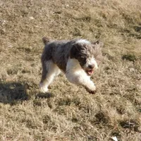 Evie, a female Springer Doodle for sale in Madison, SD – Photo 3 of 6