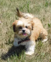 Freddy, a male Lhasa Apso for sale in Madison, SD – 2 of 10
