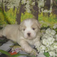 Baby, a female Lhasa Apso for sale in Madison, SD – 5 of 6