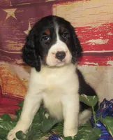 Wanda, a female English Springer Spaniel for sale in Madison, SD – 1 of 6