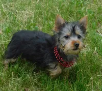 June Bug, a female Silky Terrier for sale in Madison, SD – 5 of 10