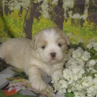 Baby, a female Lhasa Apso for sale in Madison, SD – 6 of 6