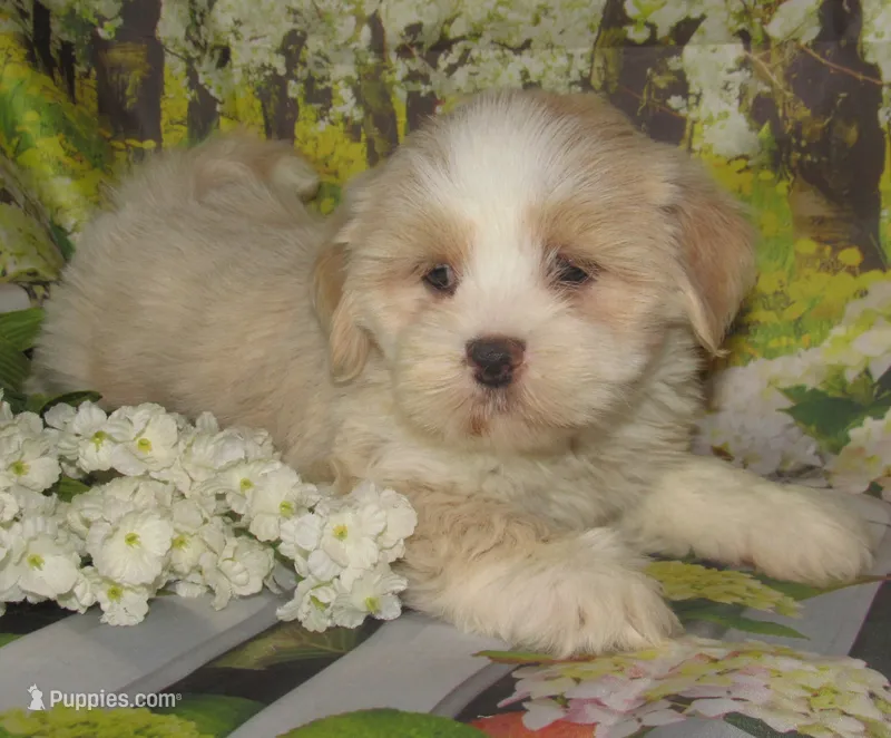 Baby – Lhasa Apso puppy for sale in Madison, SD
