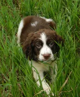 Sandy, a female English Springer Spaniel for sale in Madison, SD – 2 of 10
