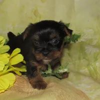 Bella, a female Lhasa Apso and Silky Terrier for sale in Madison, SD – Photo 2 of 3