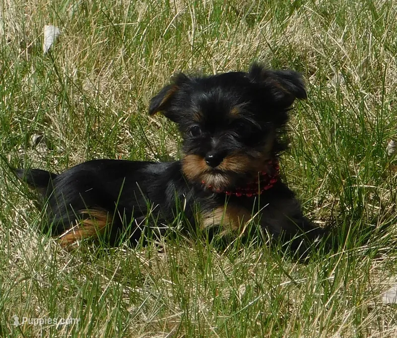 Bella – Lhasa Apso, Silky Terrier puppy for sale in Madison, SD