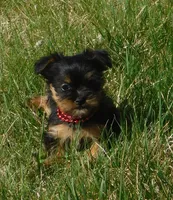 Bella, a female Lhasa Apso and Silky Terrier for sale in Madison, SD – 3 of 9