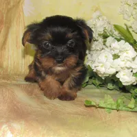 Bella, a female Lhasa Apso and Silky Terrier for sale in Madison, SD – Photo 2 of 7