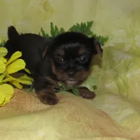 Bella, a female Lhasa Apso and Silky Terrier for sale in Madison, SD – Photo 1 of 3