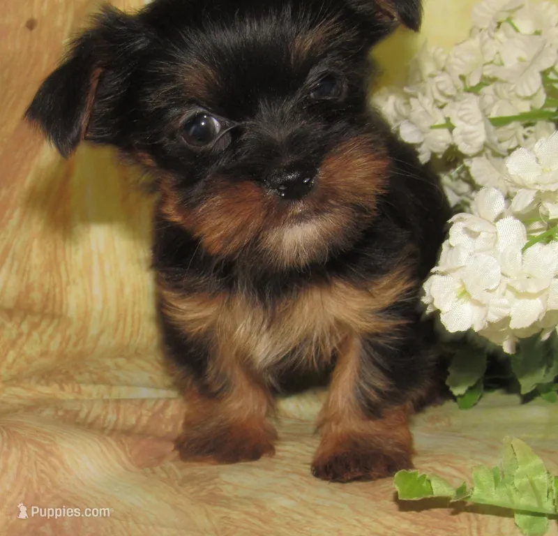 Bella – Lhasa Apso, Silky Terrier puppy for sale in Madison, SD