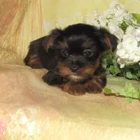 Bella, a female Lhasa Apso and Silky Terrier for sale in Madison, SD – Photo 4 of 7