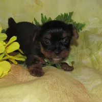 Bella, a female Lhasa Apso and Silky Terrier for sale in Madison, SD – Photo 3 of 3