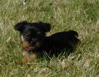 Bella, a female Lhasa Apso and Silky Terrier for sale in Madison, SD – 2 of 9
