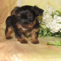 Bella, a female Lhasa Apso and Silky Terrier for sale in Madison, SD – Photo 3 of 7