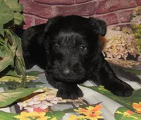 Ollie , a male Scottish Terrier for sale in Madison, SD – 6 of 6