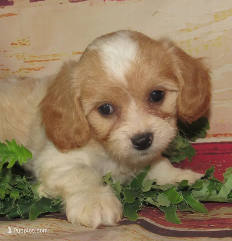 Cecil – Cavachon puppy for sale in Madison, SD