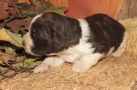 Sally, a female English Springer Spaniel for sale in Madison, SD – 2 of 3