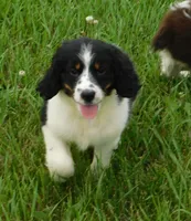 Shirley, a female English Springer Spaniel for sale in Madison, SD – 5 of 10