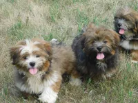 Jamie, a male Lhasa Apso for sale in Madison, SD – 7 of 7