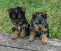 Jada, a female Silky Terrier for sale in Madison, SD – 4 of 9