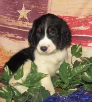 Wanda, a female English Springer Spaniel for sale in Madison, SD – 2 of 6