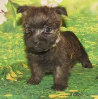 Angel, a female Cairn Terrier for sale in Madison, SD – Photo 2 of 5