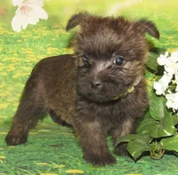 Angel, a female Cairn Terrier for sale in Madison, SD – Photo 5 of 5