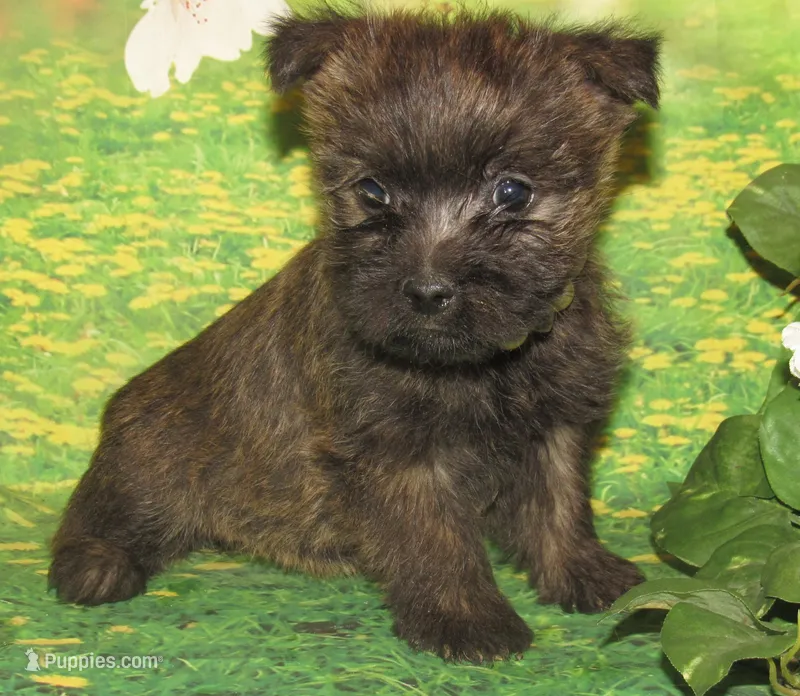 Angel – Cairn Terrier puppy for sale in Madison, SD