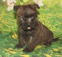 Angel, a female Cairn Terrier for sale in Madison, SD – Photo 4 of 5