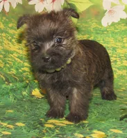 Angel, a female Cairn Terrier for sale in Madison, SD – Photo 3 of 5