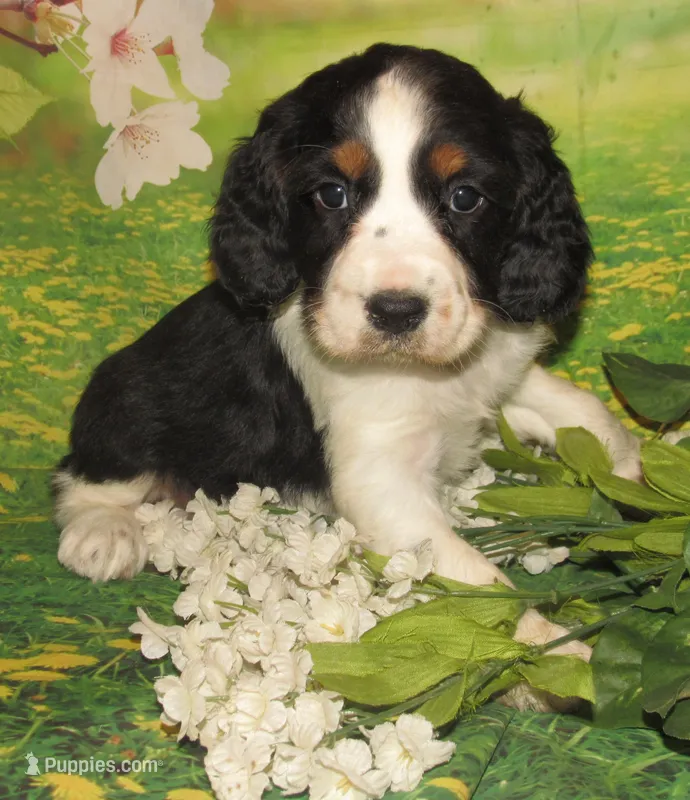 Carly – English Springer Spaniel puppy for sale in Madison, SD