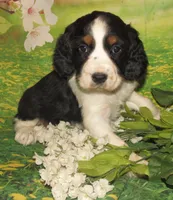 Carly, a female English Springer Spaniel for sale in Madison, SD – Photo 1 of 8