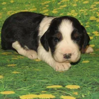 Carly, a female English Springer Spaniel for sale in Madison, SD – Photo 2 of 4