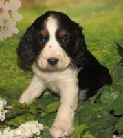 Carly, a female English Springer Spaniel for sale in Madison, SD – Photo 2 of 8