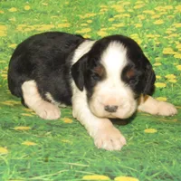 Carly, a female English Springer Spaniel for sale in Madison, SD – Photo 3 of 4