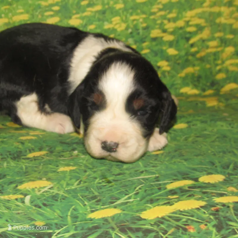 Carly – English Springer Spaniel puppy for sale in Madison, SD