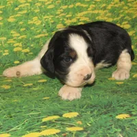 Carly, a female English Springer Spaniel for sale in Madison, SD – Photo 4 of 4