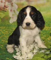 Carly, a female English Springer Spaniel for sale in Madison, SD – Photo 3 of 8