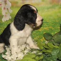 Carly, a female English Springer Spaniel for sale in Madison, SD – Photo 4 of 8